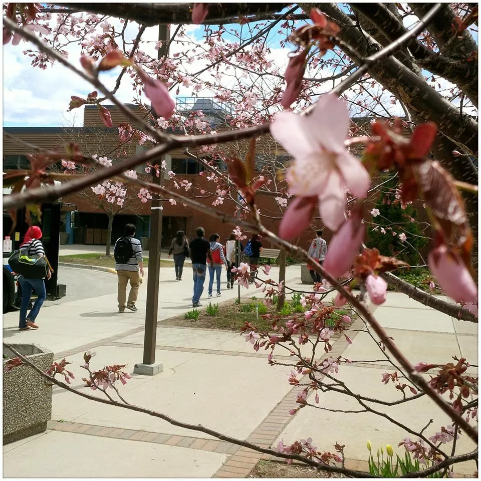 كلية فانشاو